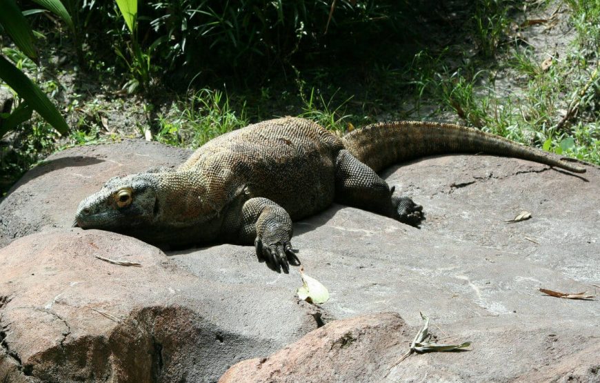 Bali with Komodo Island gallery