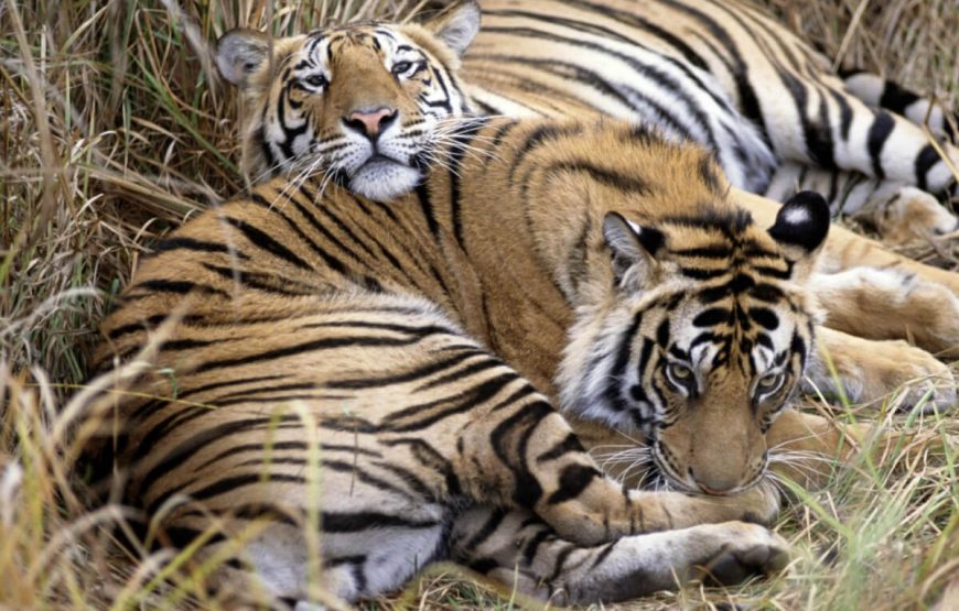 Alluring South India gallery