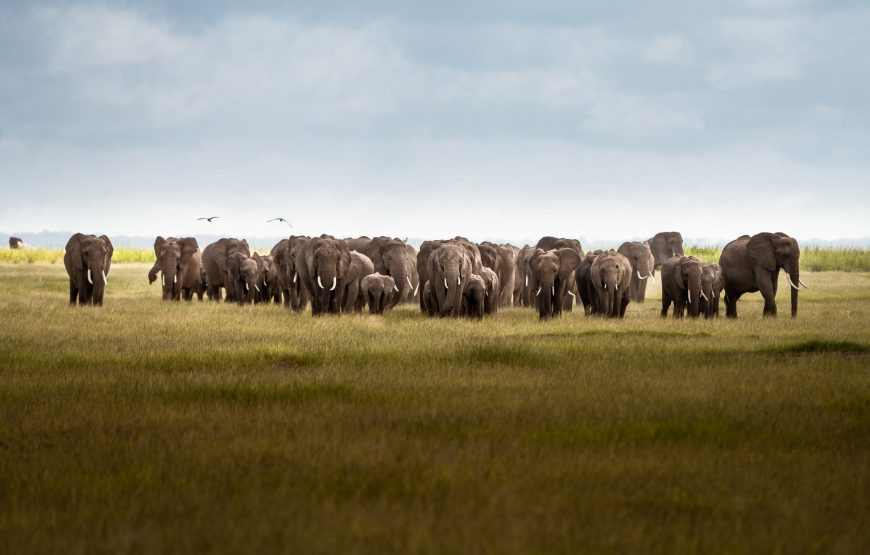 Safari Dreams Come True: Classic Kenya Tour Packages by GT Holidays gallery