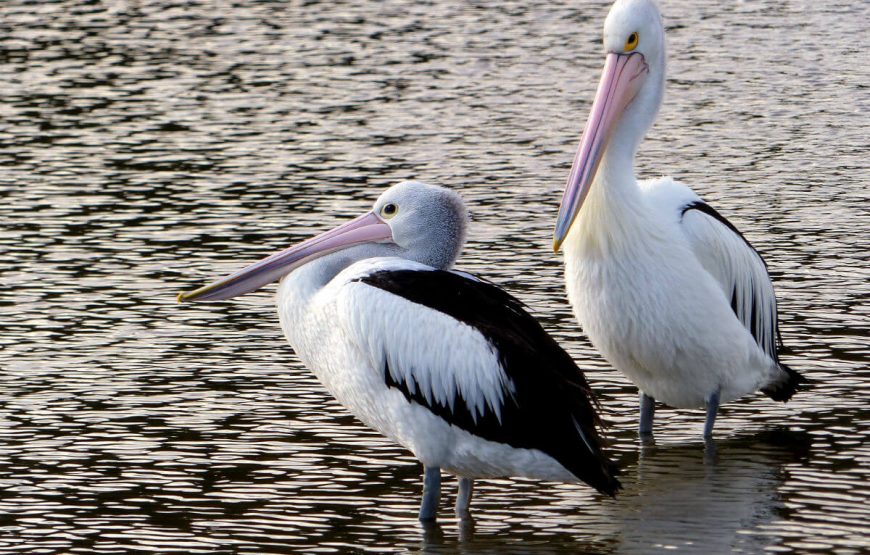 Coral Coast Tour Packages gallery