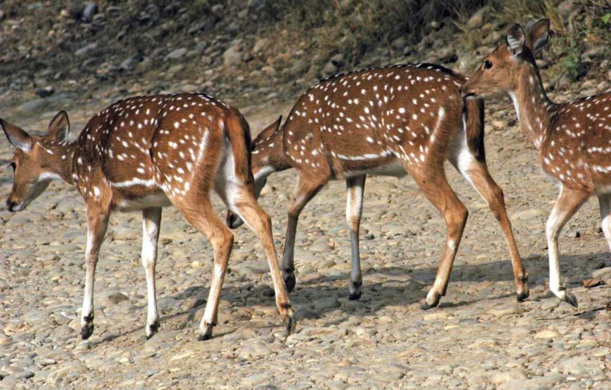 Exotic Corbett Nainital Tour gallery