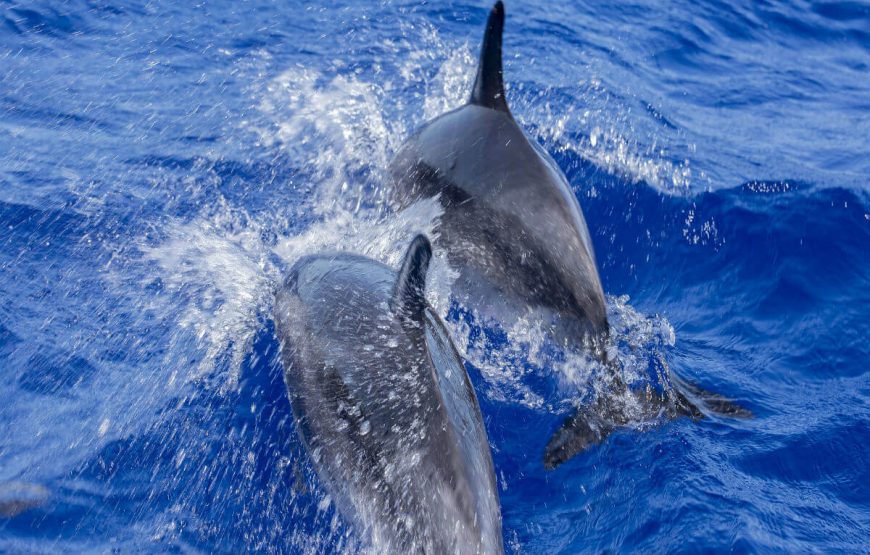 Exploring Muscat’s Treasures | 4 Days Itinerary