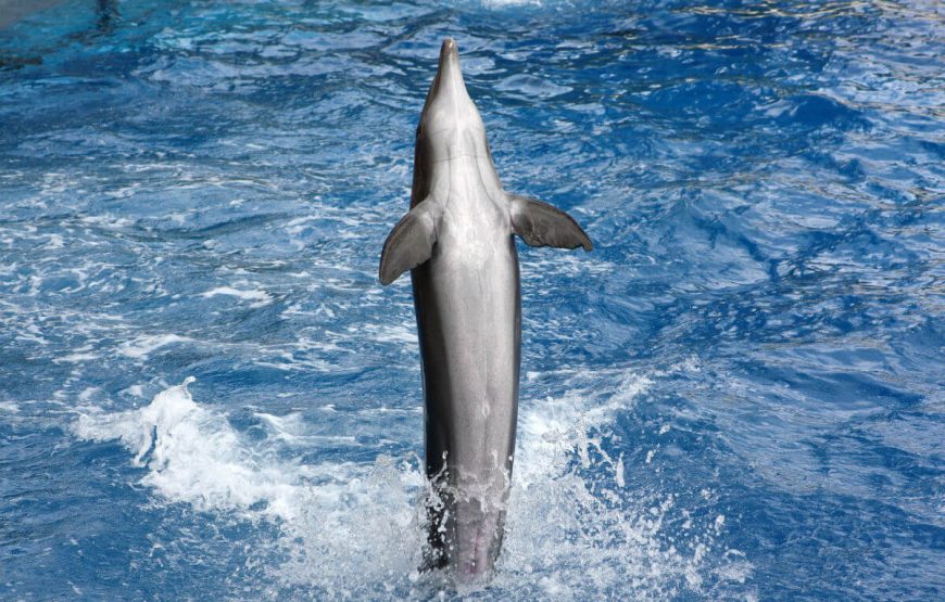 Exploring the Best of Honolulu, Pearl Harbour, and Maui