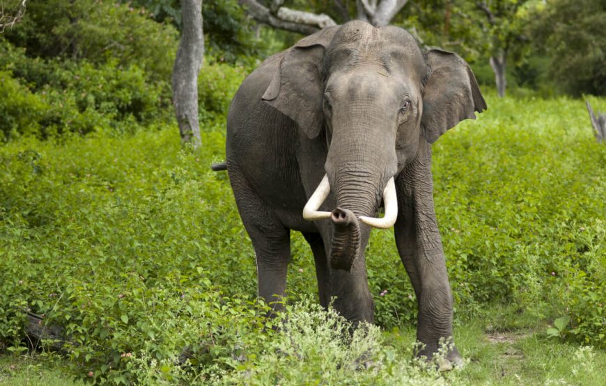 The Indian Splendor Package gallery