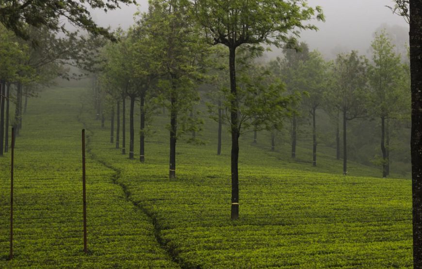 Fun-Filled Munnar Thekkady Tour gallery