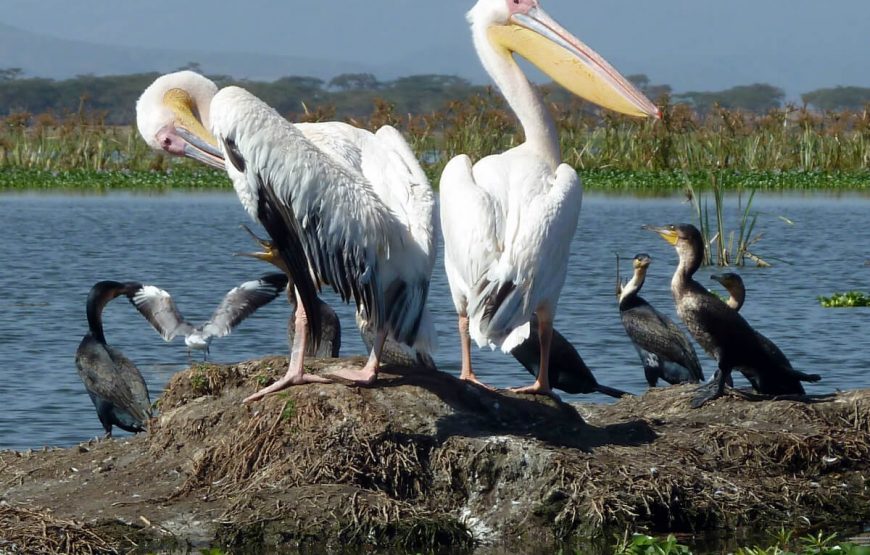 Safari Adventure in Kenya: Exploring Nairobi, Masai Mara, and Beyond