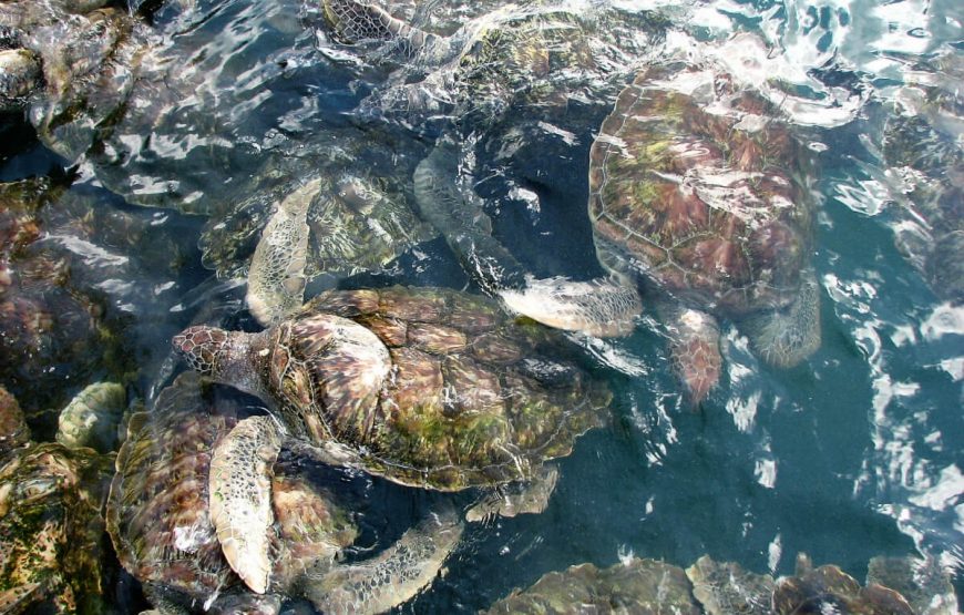 Beauty of Sri Lanka Holiday Package gallery